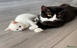 Ragdoll cats for sale: Kittens  - Image 5