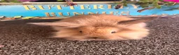 Lionhead rabbits for sale: 🦋Pure breed Teddy lionheads 🦋 - Advert 18