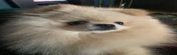 Pomeranian dogs for stud: For stud  in Ashbourne - Advert 3