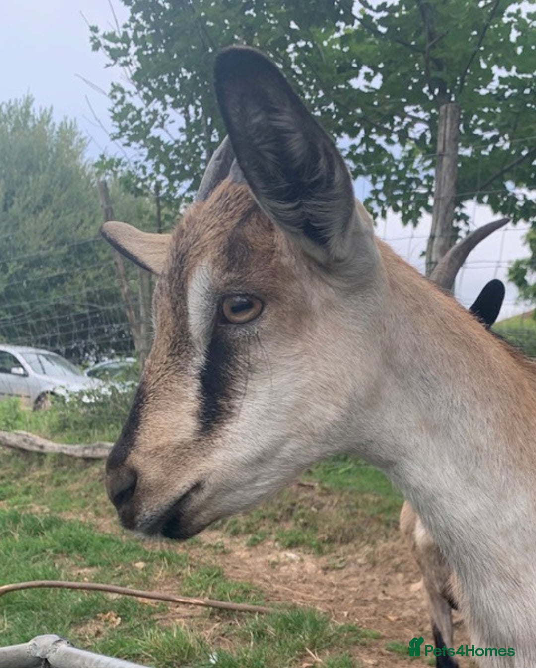 Goats livestock for sale: Three female English goats for £650 - Image 7