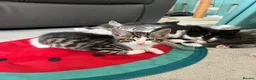 Maine Coon cats for sale: Gorgeous boy looking for his forever home - Advert 2