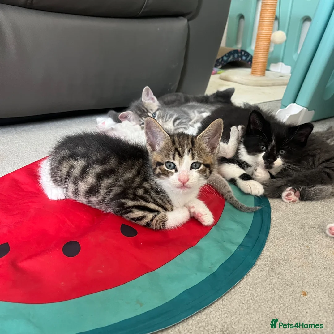 Maine Coon cats for sale: Gorgeous boy looking for his forever home - Advert 2
