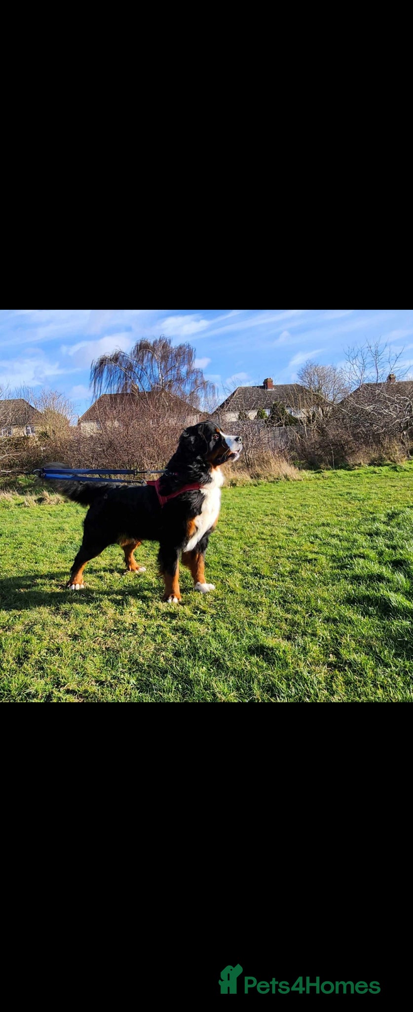 Bernese Mountain Dog dogs Stud Dog - Bernese Mountain (KC registered) - Advert 2