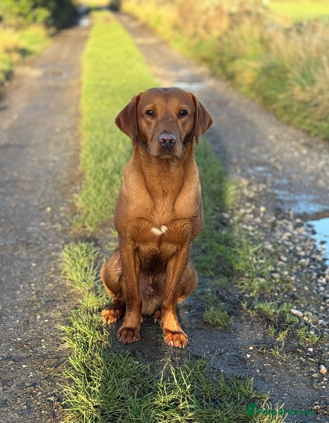 Labrador Retriever dogs for sale: KC Registered Fox Red Labrador Male  - Advert 2
