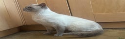 British Shorthair cats for sale: Zeus, GCCF active - Advert 5