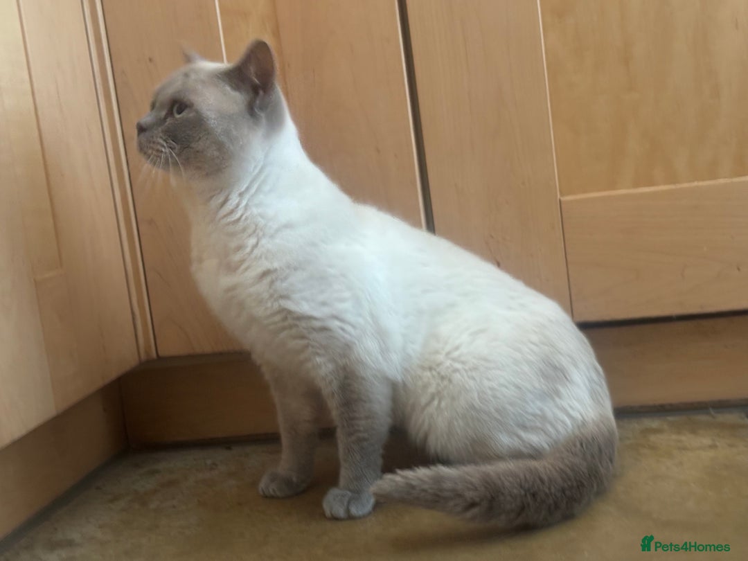 British Shorthair cats for sale: Zeus, GCCF active - Advert 5