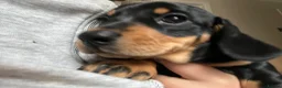 Dachshund dogs for sale: Beautiful sliver merle & Black and Tan dachshunds - Advert 21