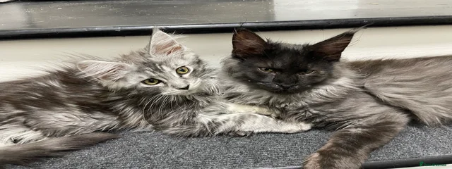 Athena & Zena