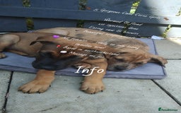 Cane Corso dogs for sale: Cane Corso  - Image 11