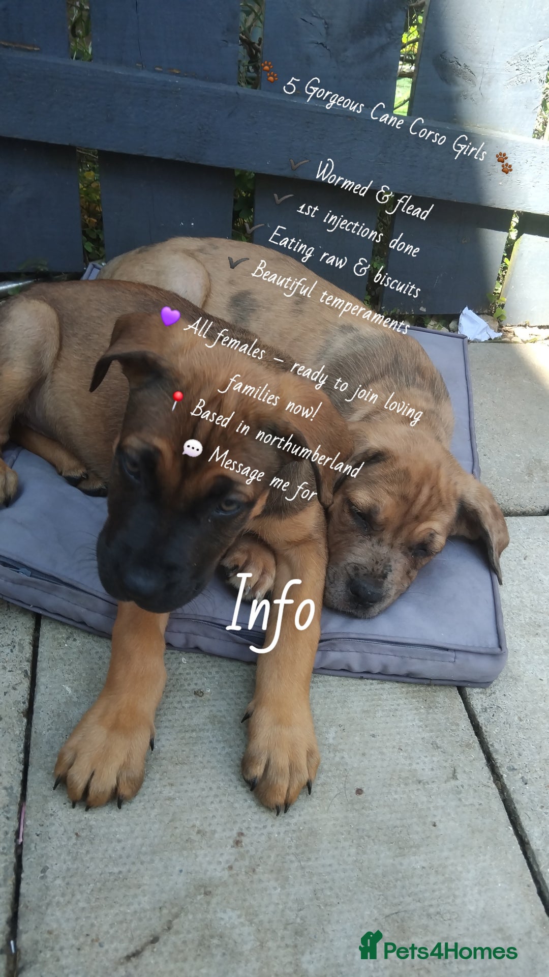 Cane Corso dogs for sale: Cane Corso  - Image 11