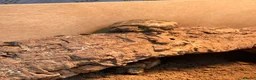 Tortoise reptiles for sale: Baby Horsfield Tortoises for sale - Advert 11