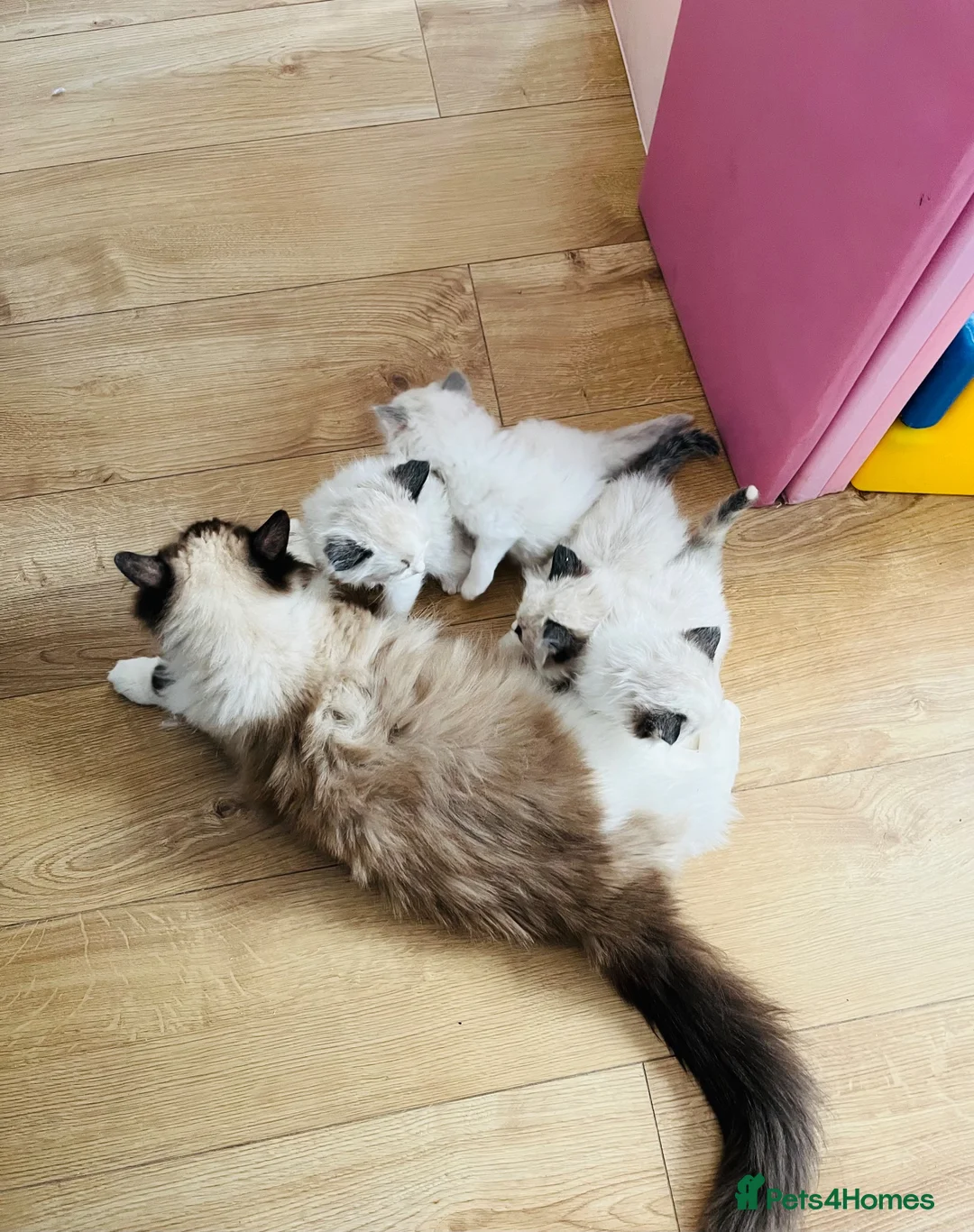 Ragdoll cats for sale: GCCF registered Ragdoll Kittens - Advert 9