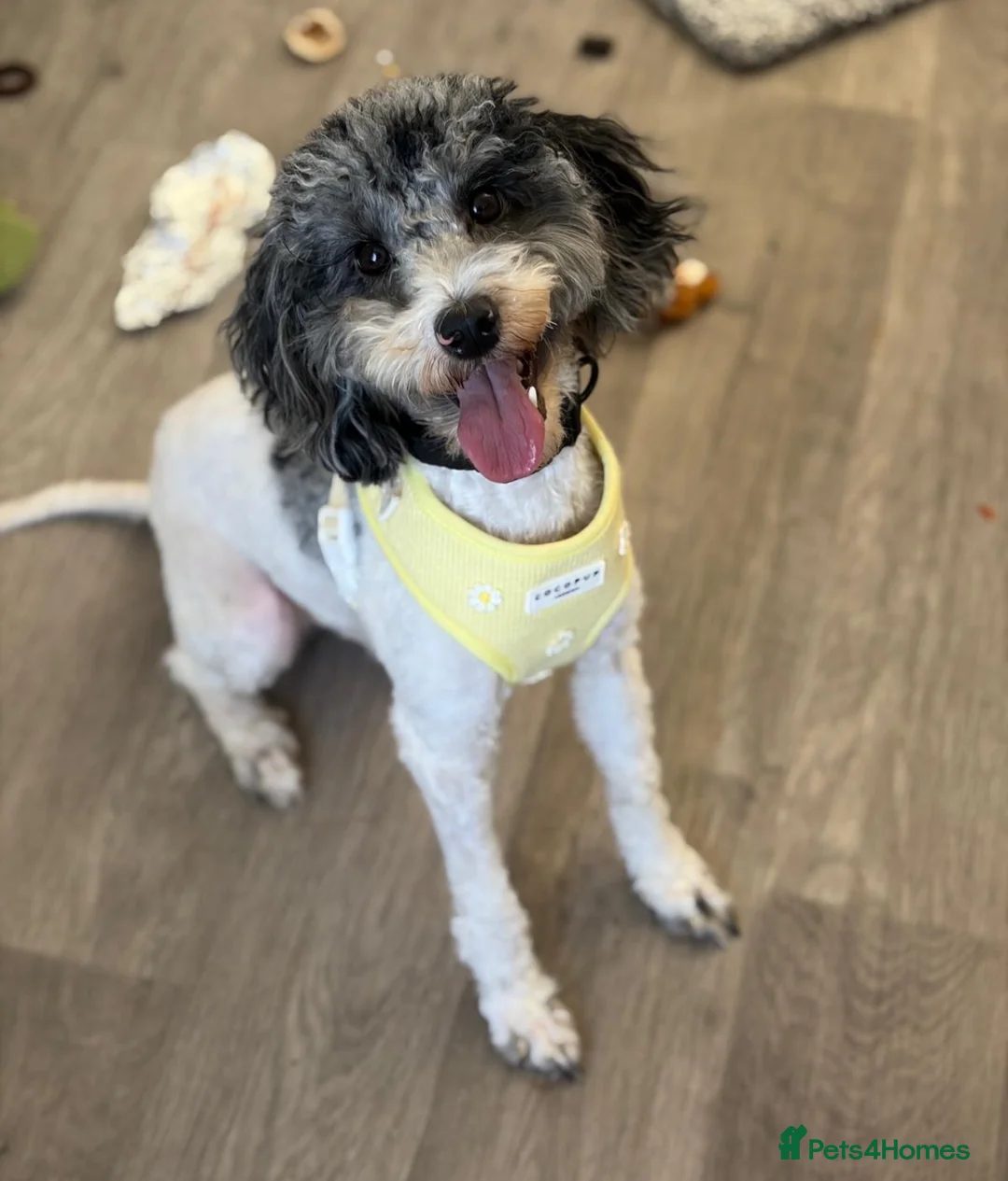 Cockapoo dogs for sale: 1 year old F1b toy cockapoo - kids/cats/dogs fine - Advert 2