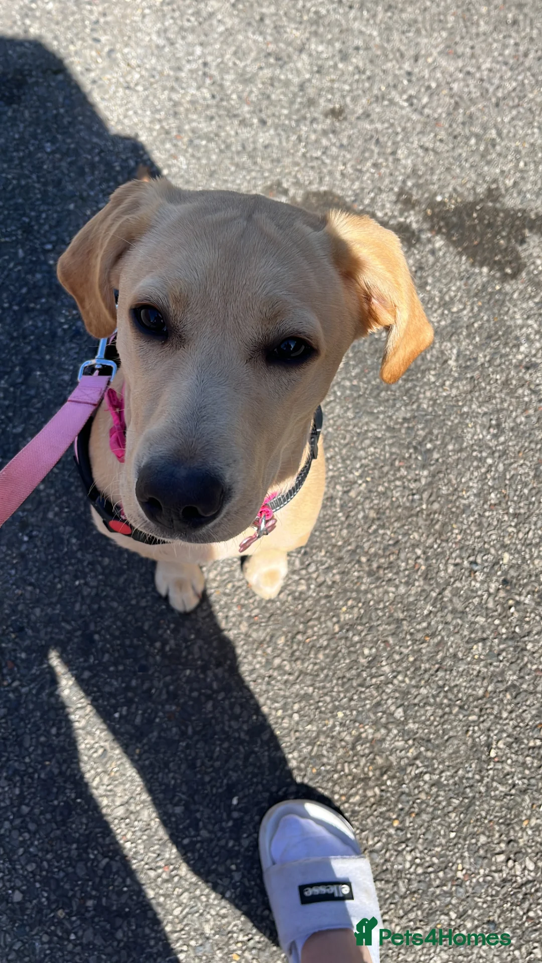 Labrador Retriever dogs for sale: Golden Labrador puppy for rehoming - Advert 5