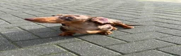 Dachshund dogs for sale: Dapple Puppy dachshund  in Watford - Advert 6