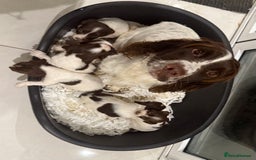 English Springer Spaniel dogs for sale: Working English Springer Spaniel  - Image 1