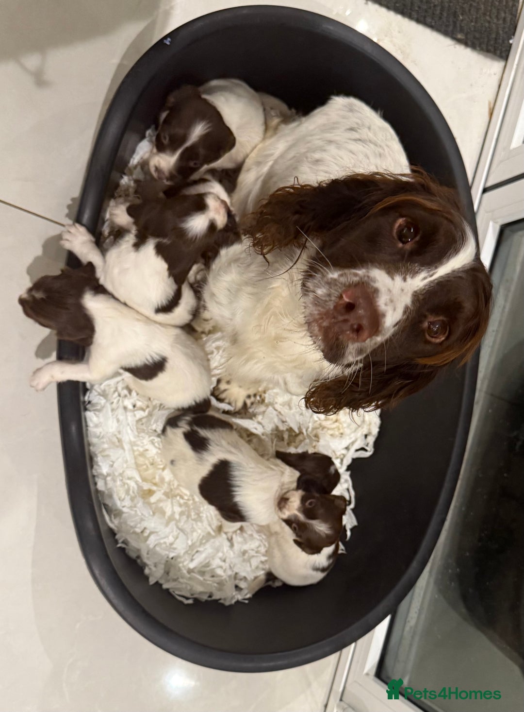 English Springer Spaniel dogs for sale: Working English Springer Spaniel  - Image 1