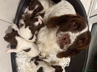 English Springer Spaniel dogs - Advert 13