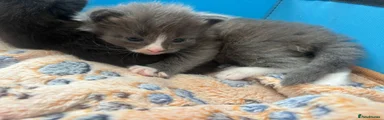 Grey female  Kitten 2