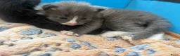 Mixed Breed cats for sale: 4 kitten for sale  - Advert 6
