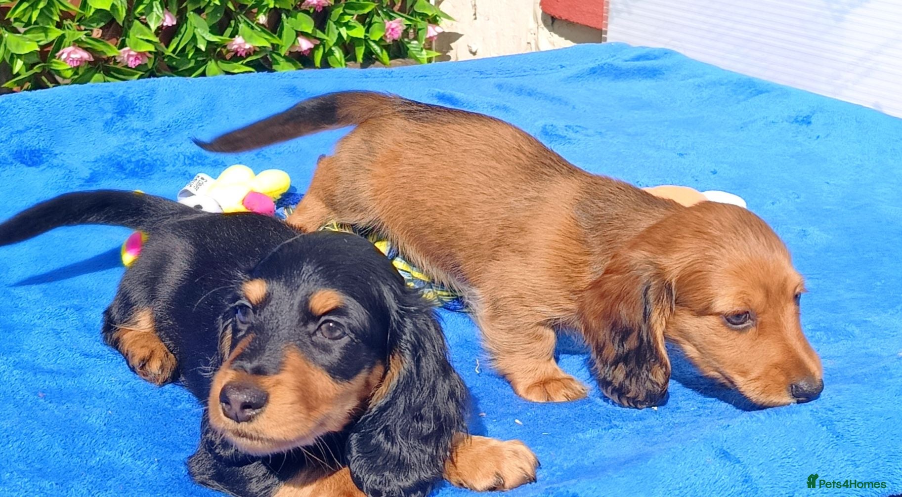 Dachshund dogs LONG HAIRED MINI PRA KC REG SHADED CREAMS  - Advert 2