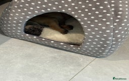 French Bulldog dogs for sale: Beautiful French fawn bulldog  - Image 9