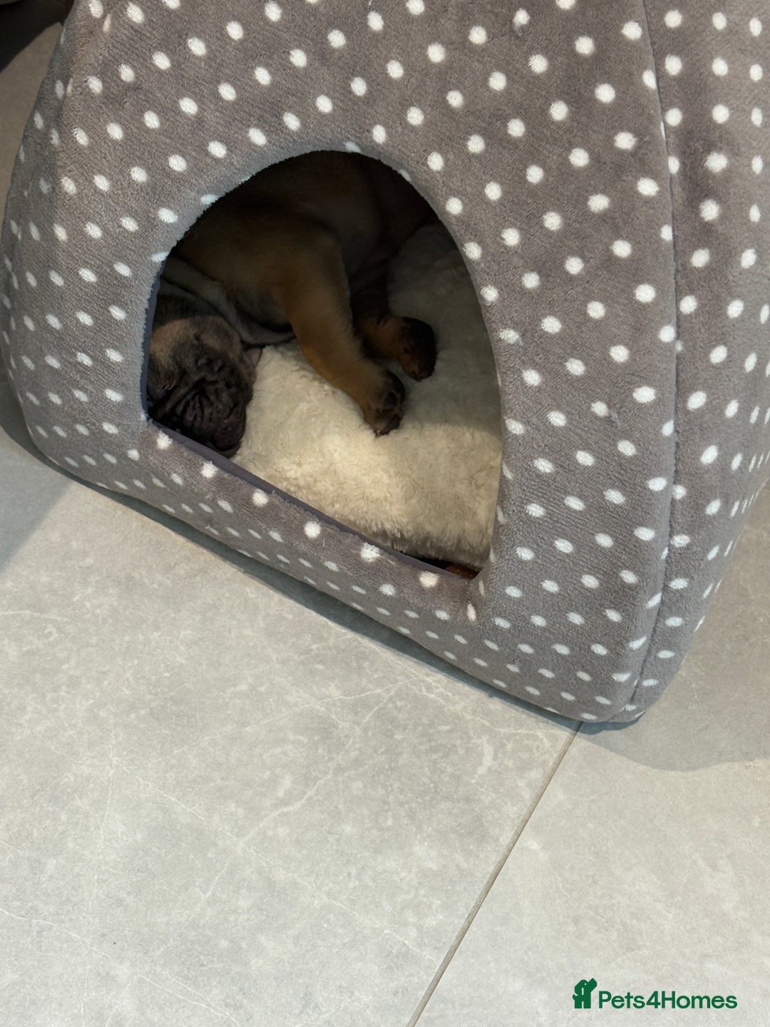 French Bulldog dogs for sale: Beautiful French fawn bulldog  - Image 9
