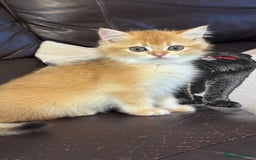 British Shorthair cats for sale: GCCF BSH BOY AND GIRL LEFT GOLDEN BLACK TIPPED  - Advert 8