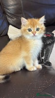 British Shorthair cats GCCF BSH BOY AND GIRL LEFT GOLDEN BLACK TIPPED - Advert 15