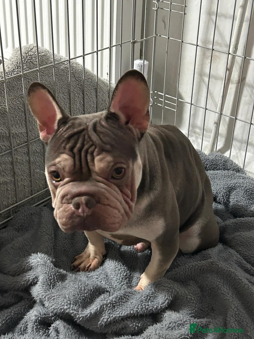 French Bulldog dogs for sale: French bulldog  - Advert 1