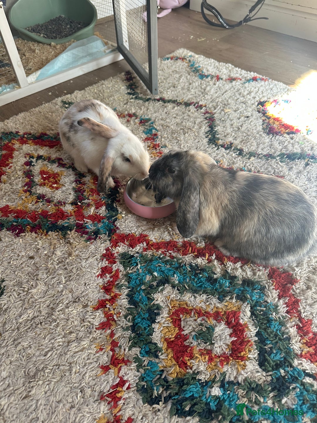 Mixed Breed rabbits for sale: Two beautiful brothers plus equipment  - Image 2