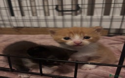 Domestic Shorthair cats for sale: Kittens - Image 15