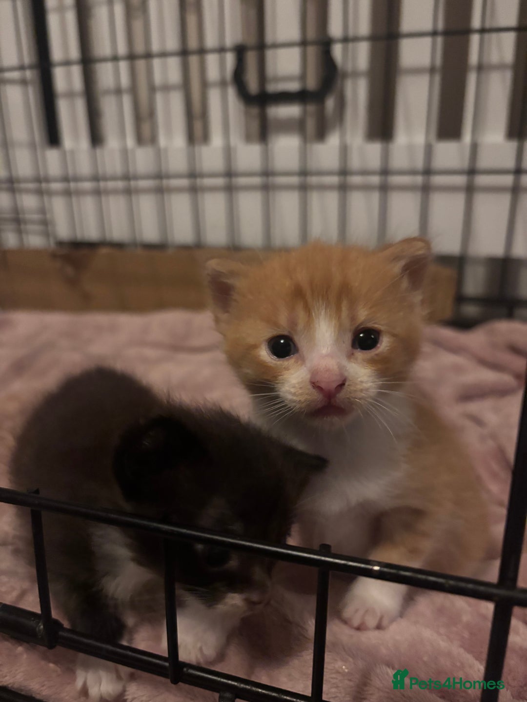 Domestic Shorthair cats for sale: Kittens - Image 15