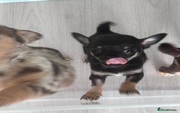 Chihuahua dogs for sale: Sweet Amy 🍬 - Image 4