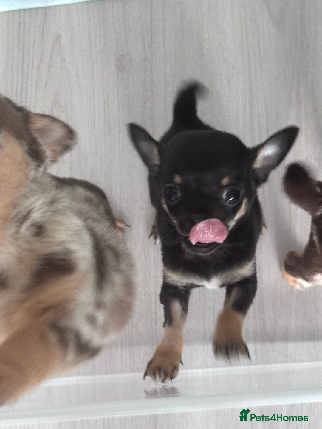 Chihuahua dogs for sale: Sweet Amy 🍬 - Image 4