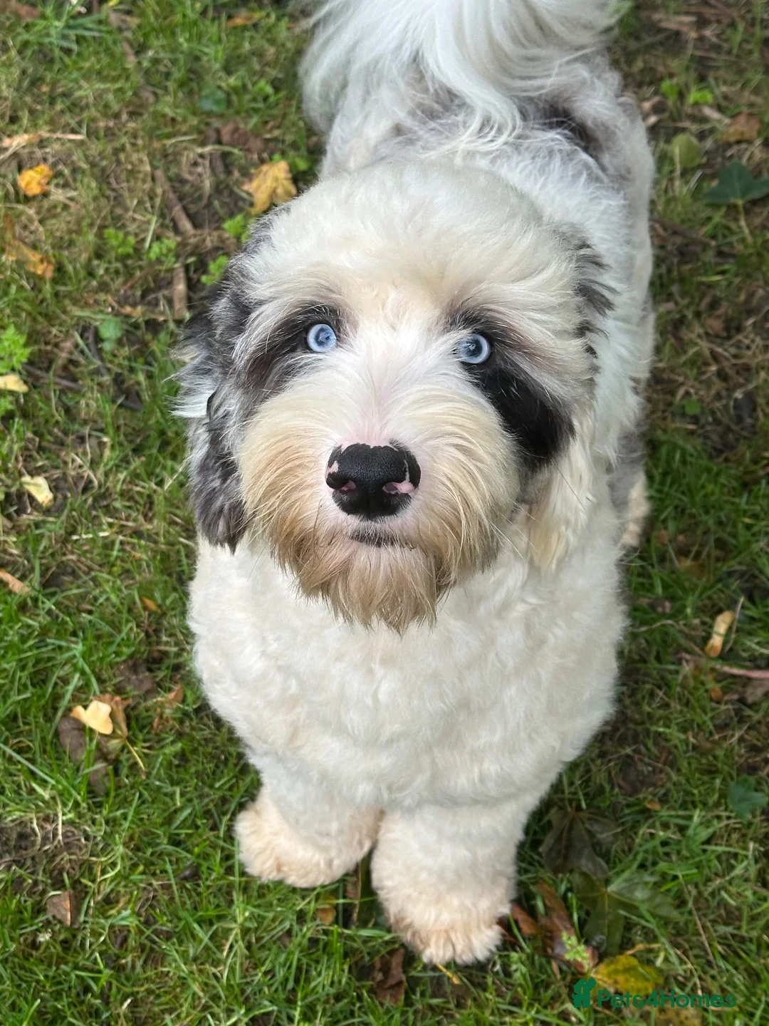 Sheepadoodle dogs for stud: Unique midi sheepadoodle hybrid stud - Advert 33