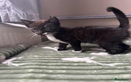 Mixed Breed cats for sale: Beautiful kitten looking for a new home - Image 6