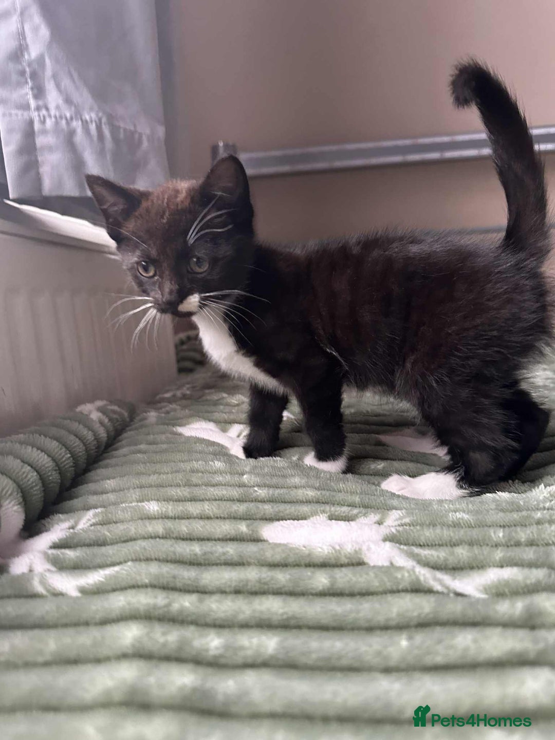 Mixed Breed cats for sale: Beautiful kitten looking for a new home - Image 6