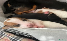 Mixed Breed dogs for sale: Jack chi puppies  - Image 3