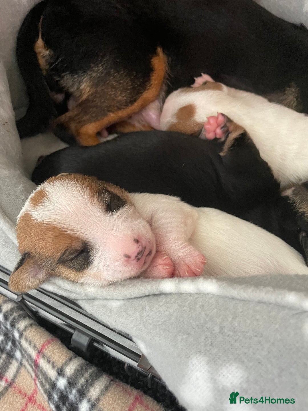 Mixed Breed dogs for sale: Jack chi puppies  - Image 3