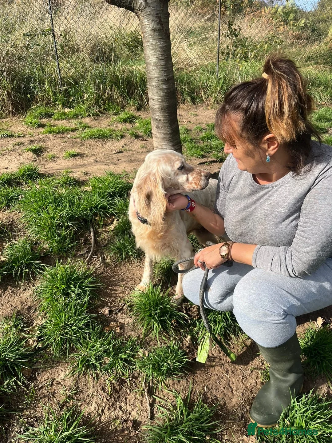 English Setter dogs for adoption: Lisa  - Advert 9