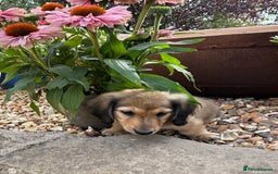 Miniature Dachshund dogs for sale: 2 Male ready to leave Miniature Dachshund  - Image 2