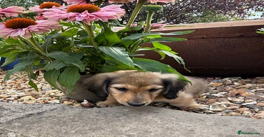 Miniature Dachshund dogs - Advert 3
