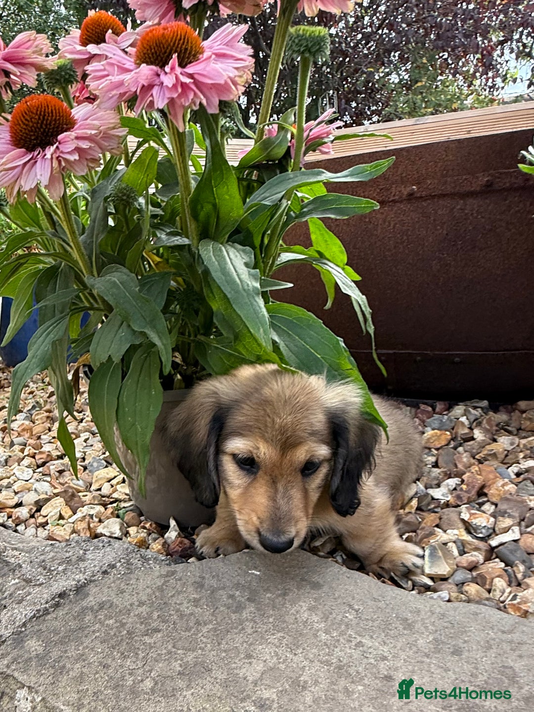 Miniature Dachshund dogs for sale: 2 Male ready to leave Miniature Dachshund  - Image 2