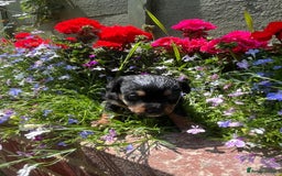 Jack Russell dogs for sale: jack russell boys - Image 8