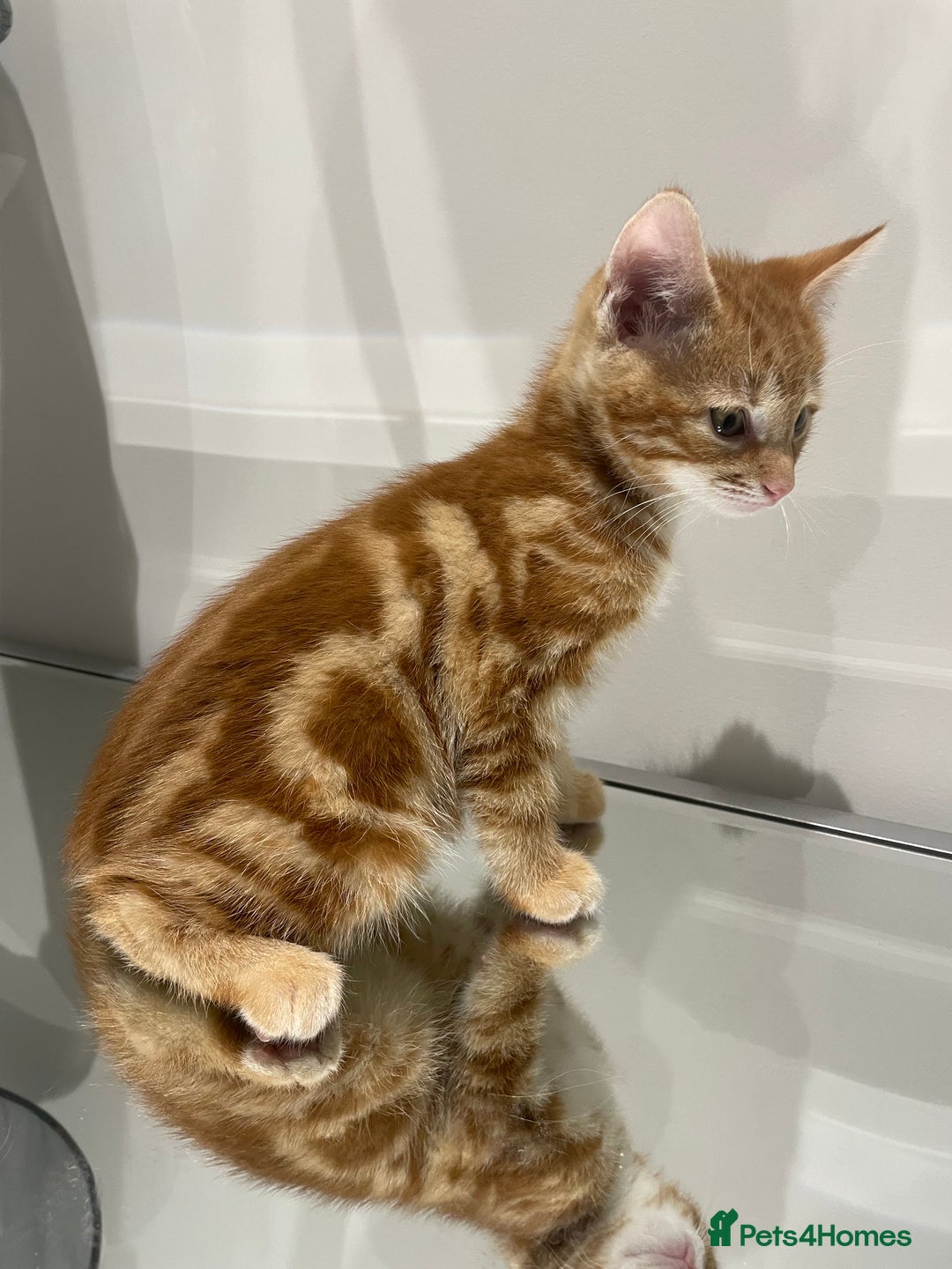 Mixed Breed cats for sale: Beautiful kittens ready to go now  - Advert 15