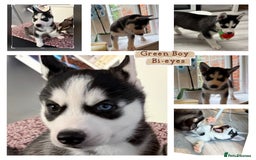 Siberian Husky dogs for sale: Strong Chunky Siberian Husky puppy’s  - Image 8