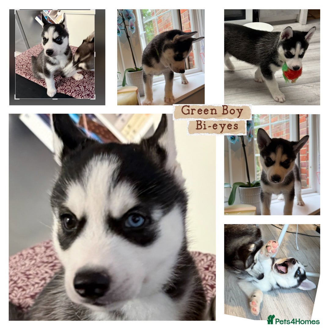 Siberian Husky dogs for sale: Strong Chunky Siberian Husky puppy’s  - Image 8