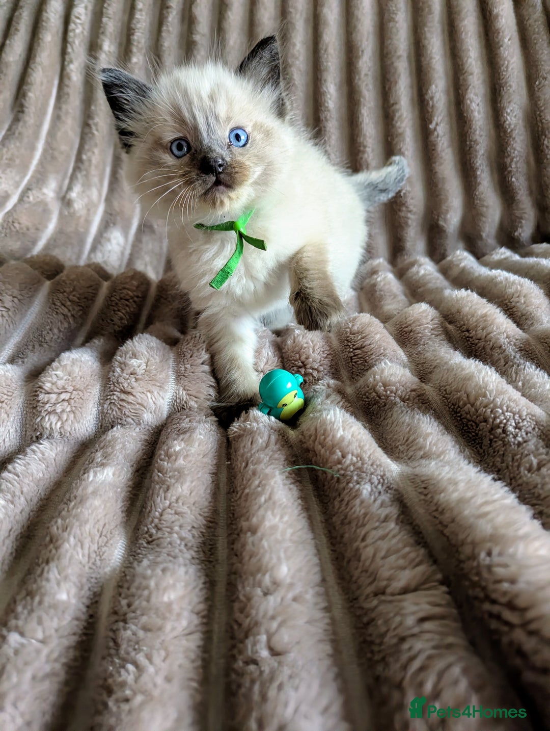 Ragdoll cats for sale: One seal Mink ragdoll remaining  - Advert 4
