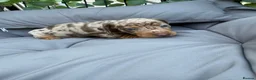 Miniature Dachshund dogs for sale: Beautiful Miniature Dachshund litter  - Advert 5